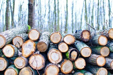 Photo by Lukas: https://www.pexels.com/photo/brown-chop-logs-on-outdoor-296333/